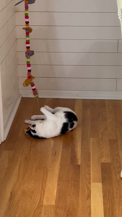 Enlarge Oti, a Adoptable Domestic Short Hair in Belmont, NC video 6/6