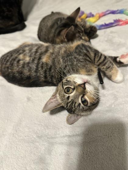 Count, Adoptable, Adult Female Domestic Short Hair & Domestic Short Hair.