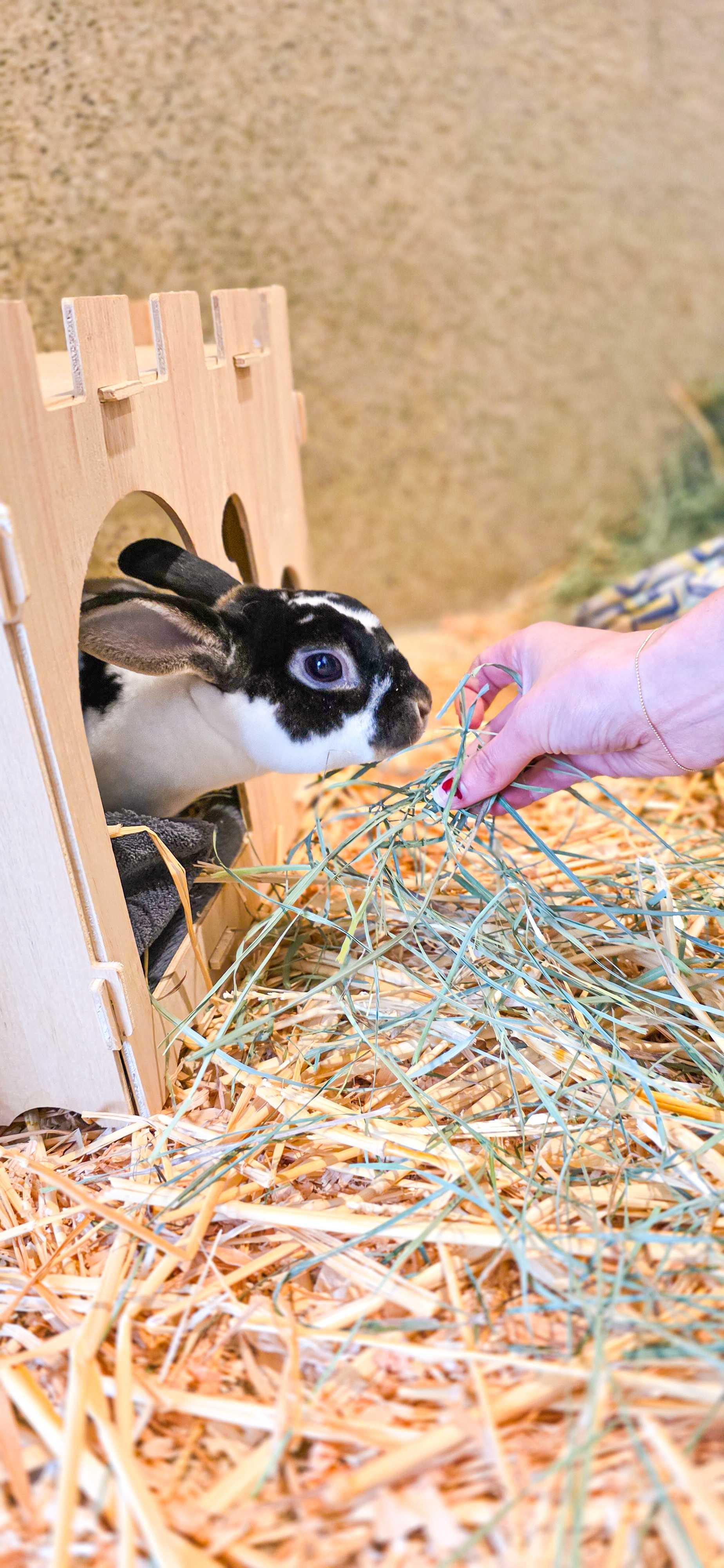 Enlarge Benji, a Adoptable Rex in Grass Valley, CA image 1/2