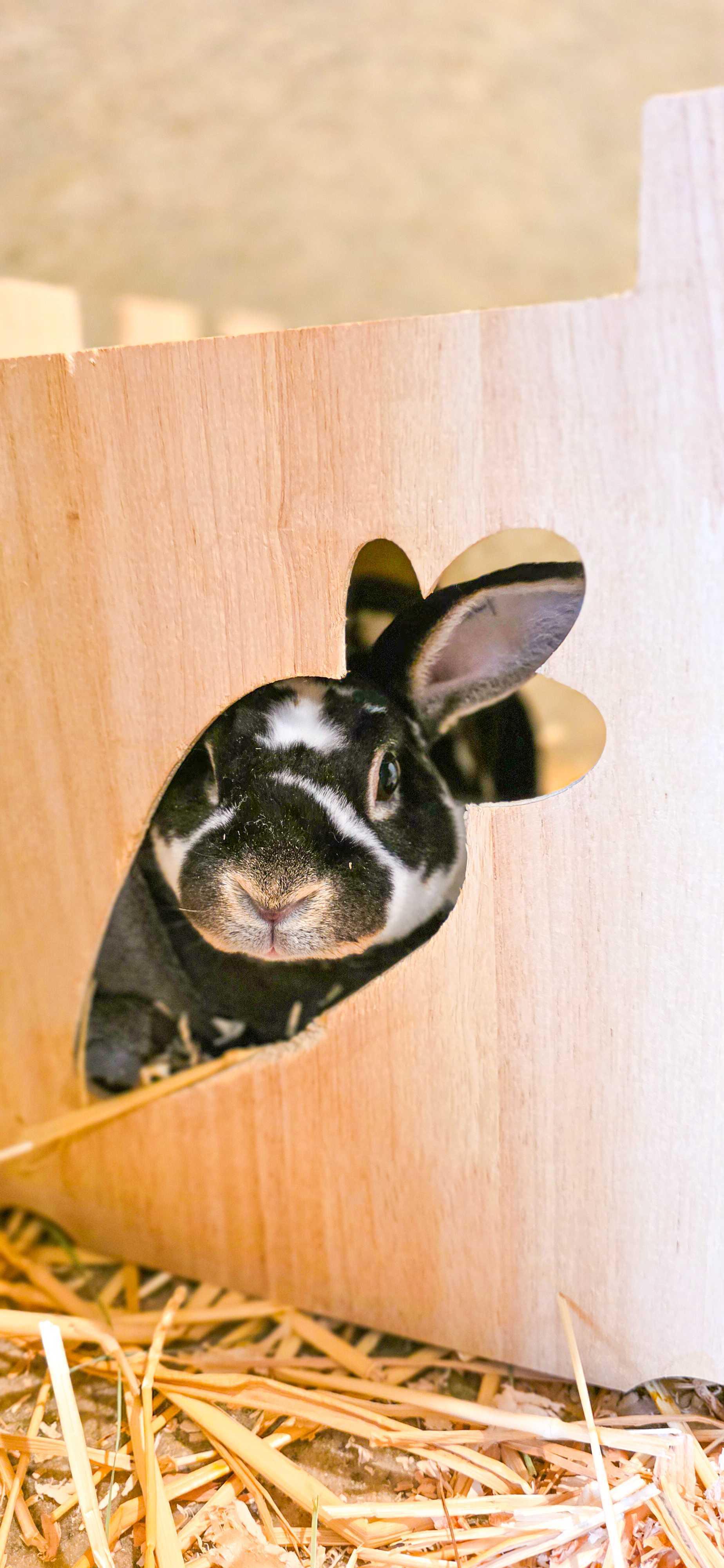 Enlarge Benji, a Adoptable Rex in Grass Valley, CA image 2/2