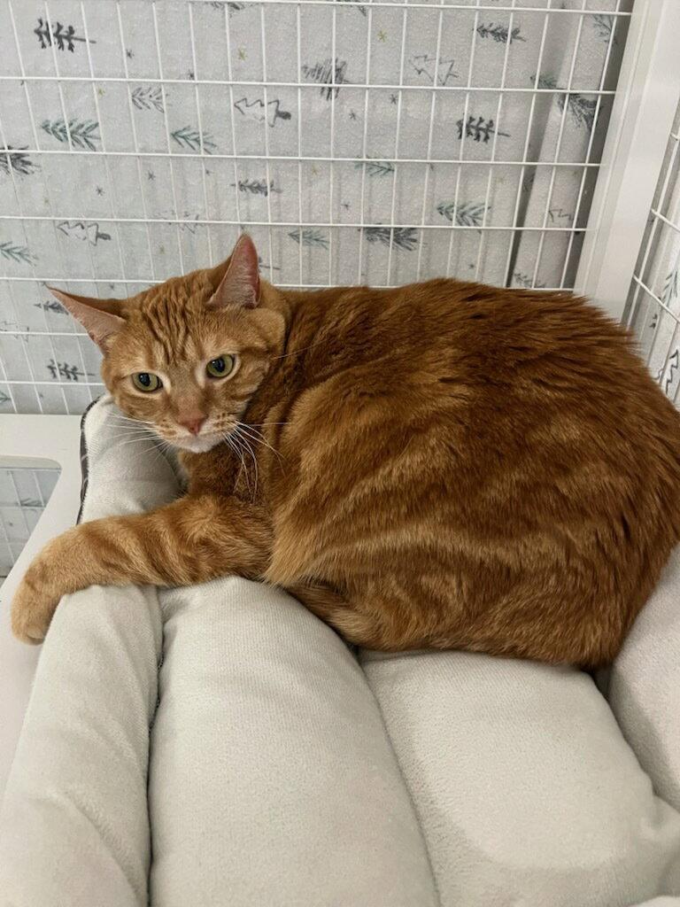 Polly Pocket, Adoptable, Young Female Domestic Short Hair.