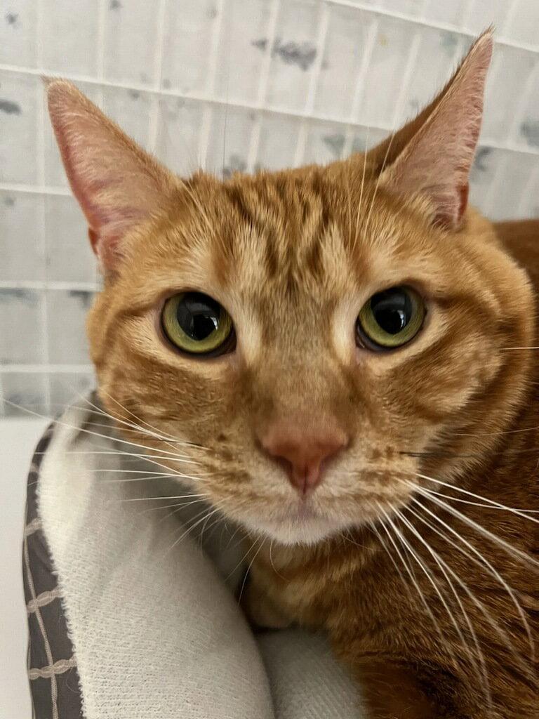 Enlarge Polly Pocket, a Adoptable Domestic Short Hair in Williamsburg, IA image 2/3