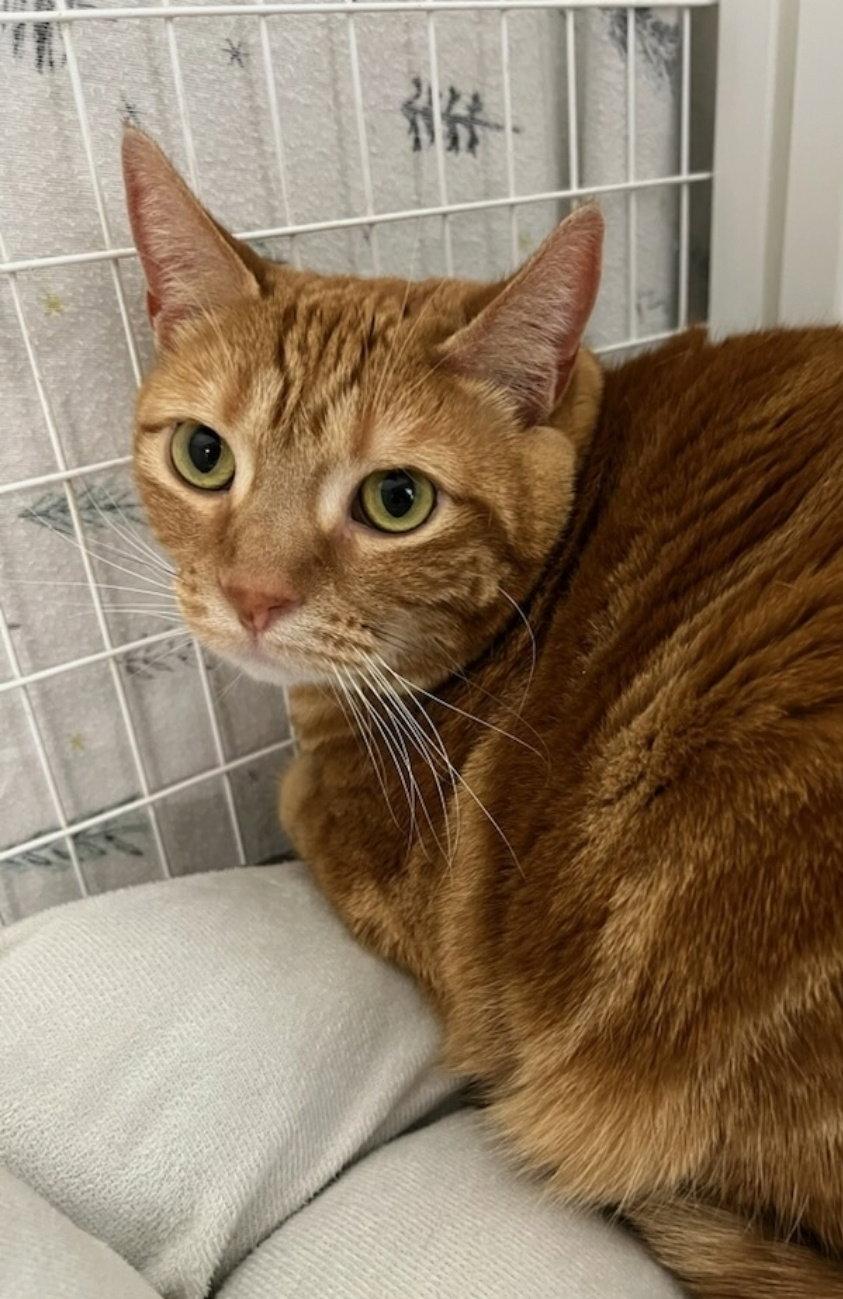 Enlarge Polly Pocket, a Adoptable Domestic Short Hair in Williamsburg, IA image 3/3