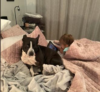 Maple, Adoptable, Adult Female Terrier & Staffordshire Bull Terrier.