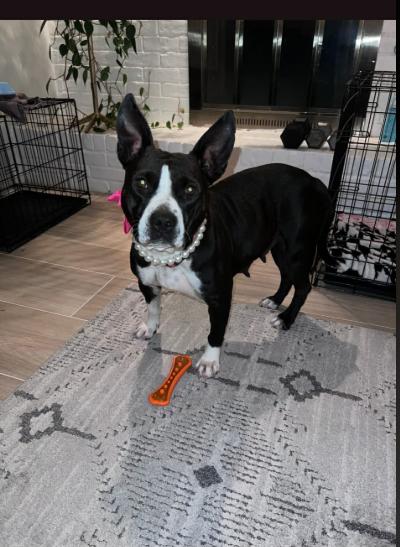 Maple, Adoptable, Adult Female Terrier & Staffordshire Bull Terrier.