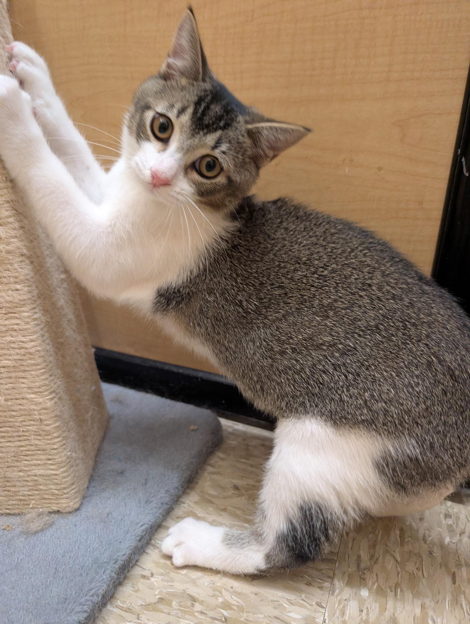 Enlarge Eli, a Adoptable Tabby in Elgin, SC image 3/6