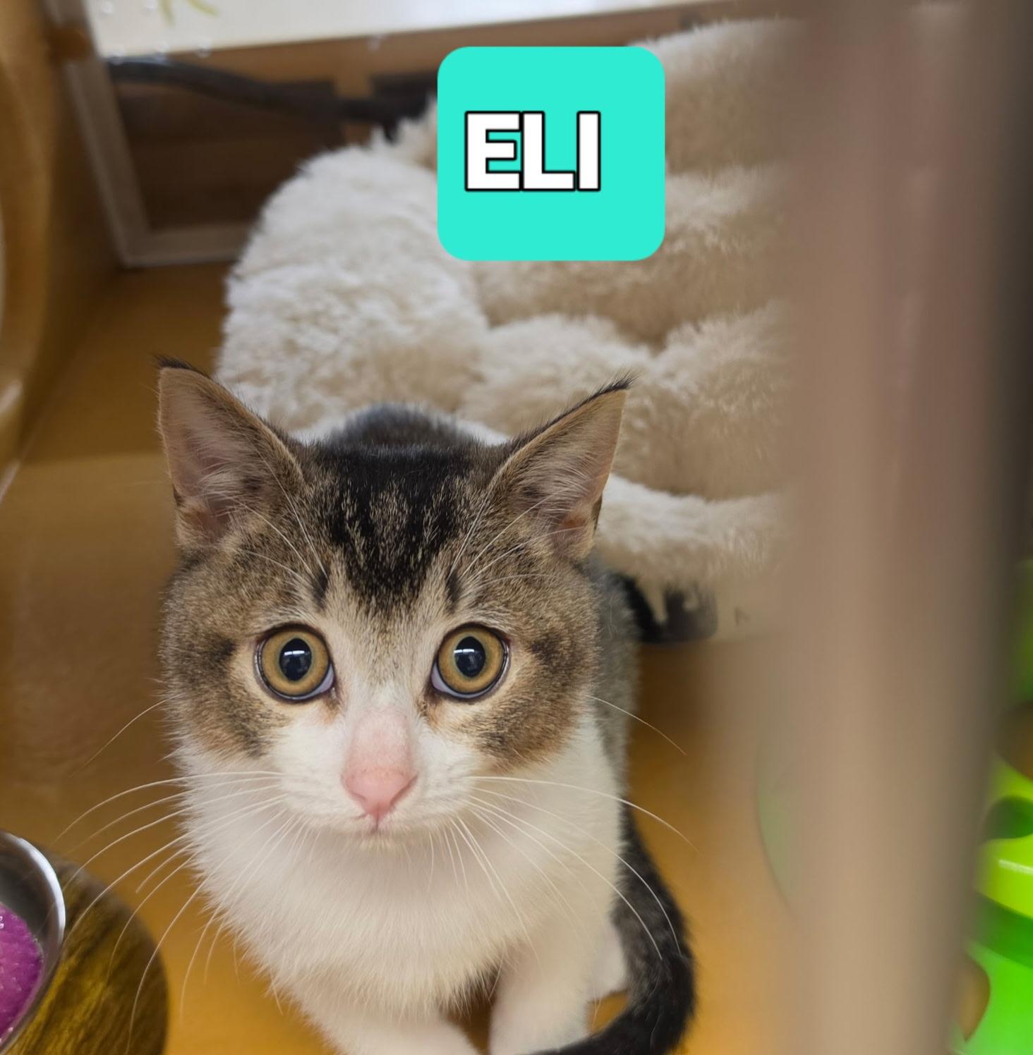 Enlarge Eli, a Adoptable Tabby in Elgin, SC image 1/6