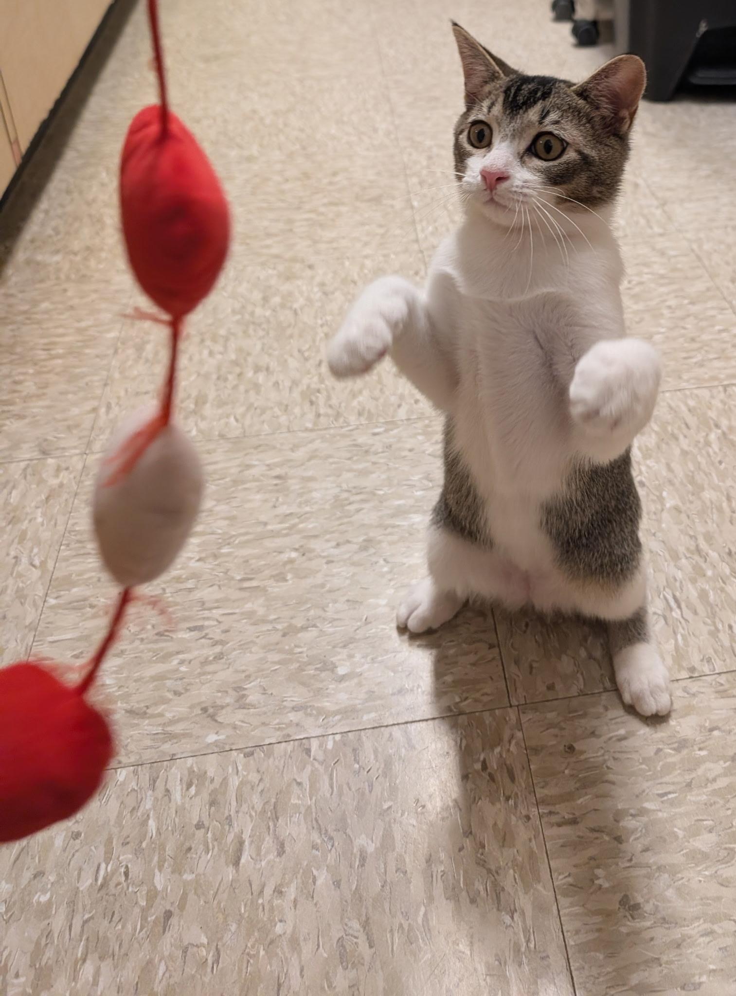 Enlarge Eli, a Adoptable Tabby in Elgin, SC image 5/6