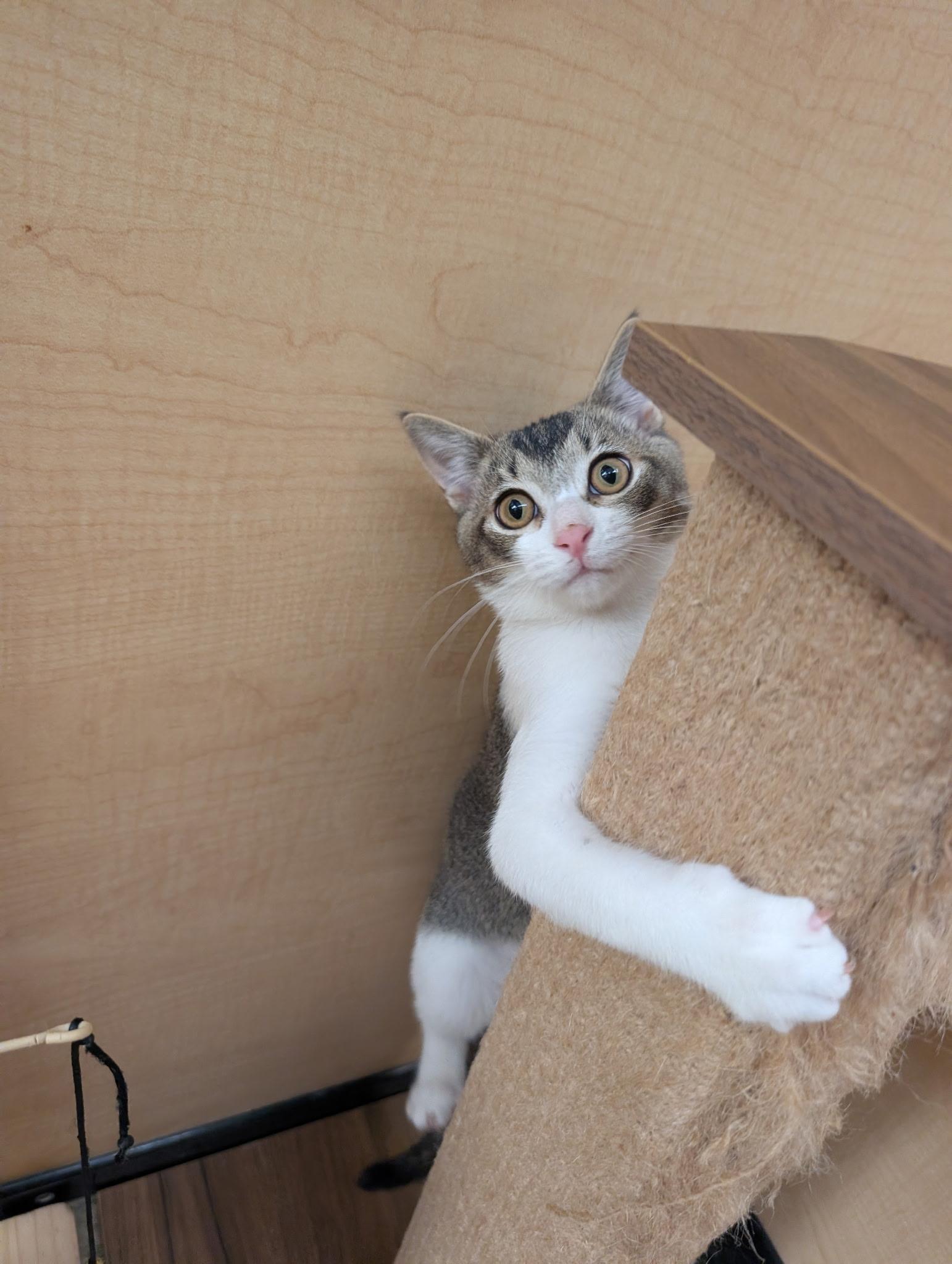 Enlarge Eli, a Adoptable Tabby in Elgin, SC image 4/6