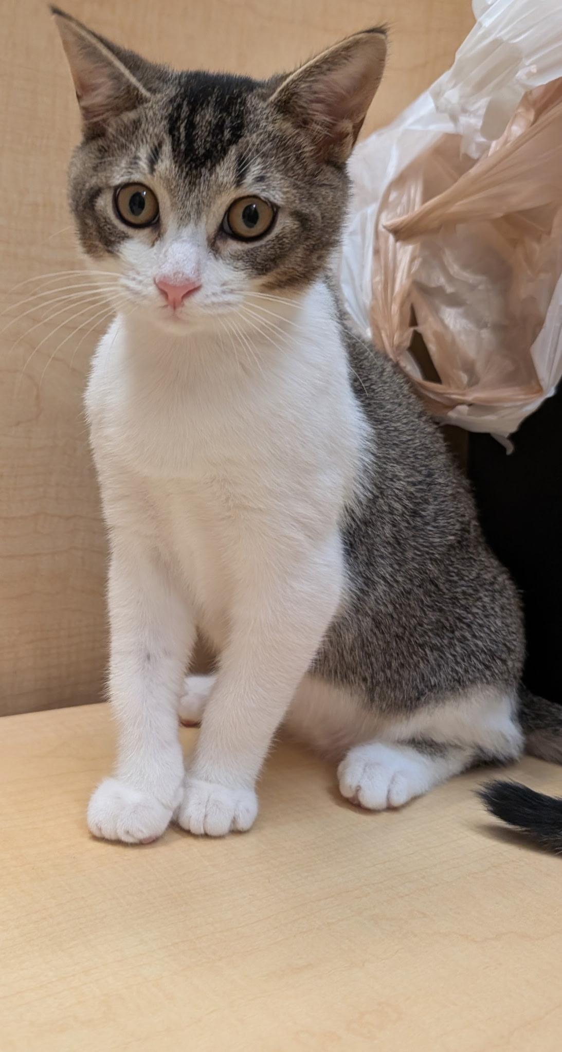 Enlarge Eli, a Adoptable Tabby in Elgin, SC image 6/6