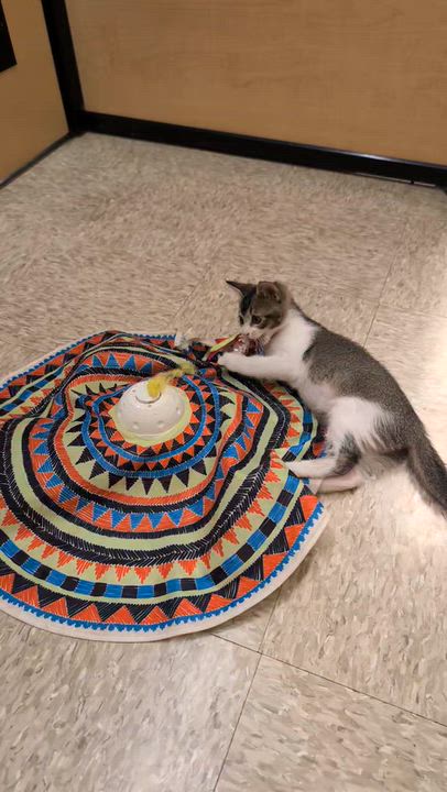 Enlarge Eli, a Adoptable Tabby in Elgin, SC video 2/6