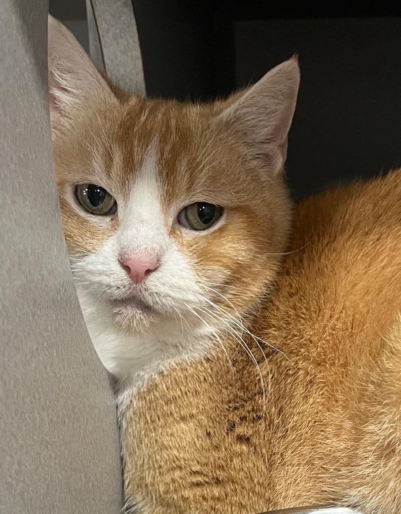 Enlarge Cheesecake, a ADOPTABLE Domestic Short Hair in Webster City, IA image 1/1