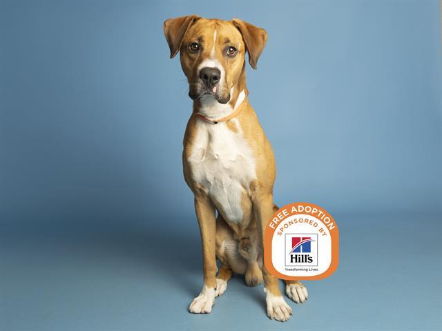 DUKE, Adoptable, Adult Male Pit Bull Terrier.