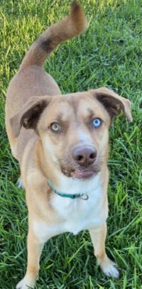Enlarge Bruno Mars, a Adoptable mixed breed in Sistersville, WV image 3/3