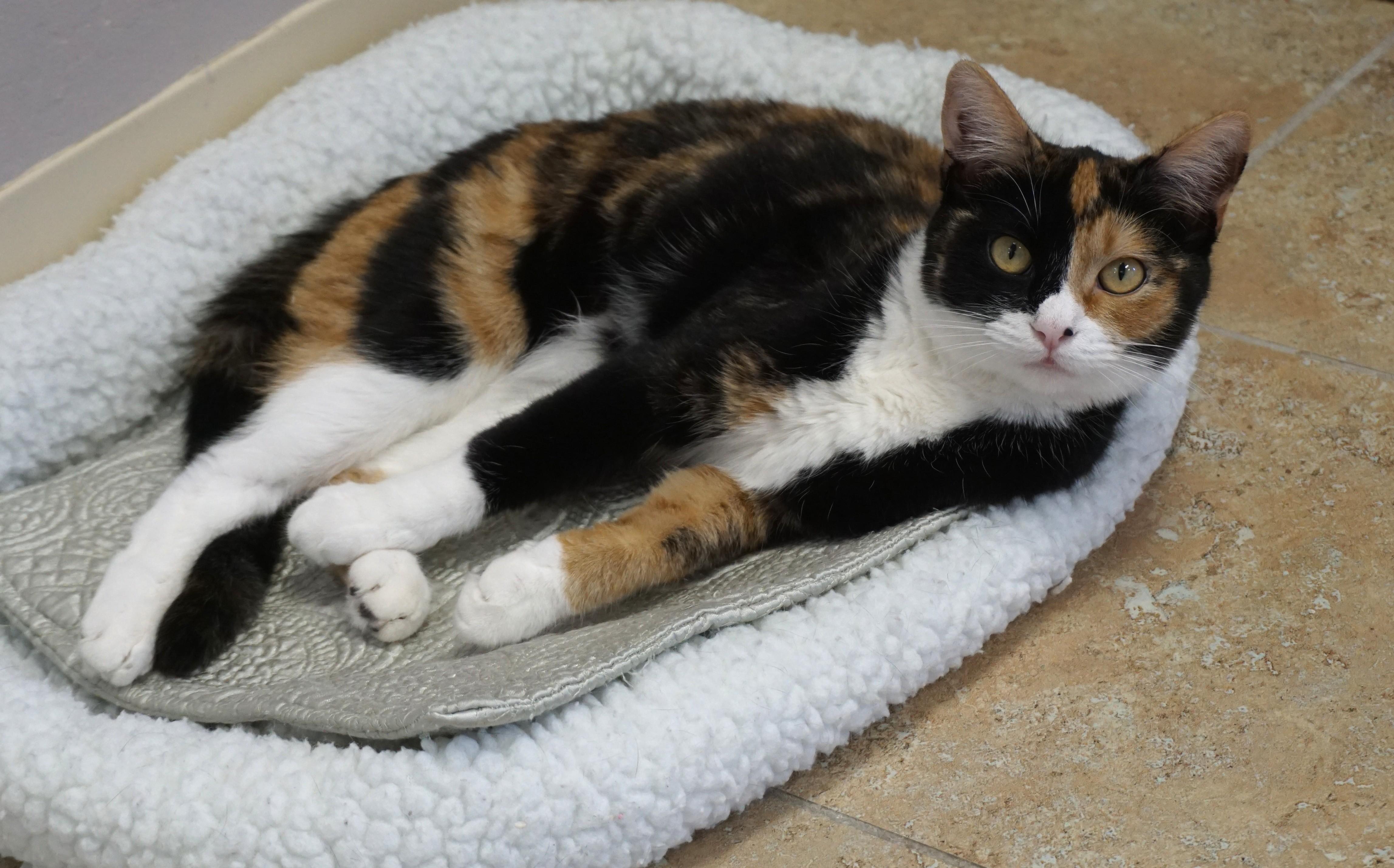 Enlarge Harlequin, a ADOPTABLE Domestic Short Hair in Fountain Hills, AZ image 2/4