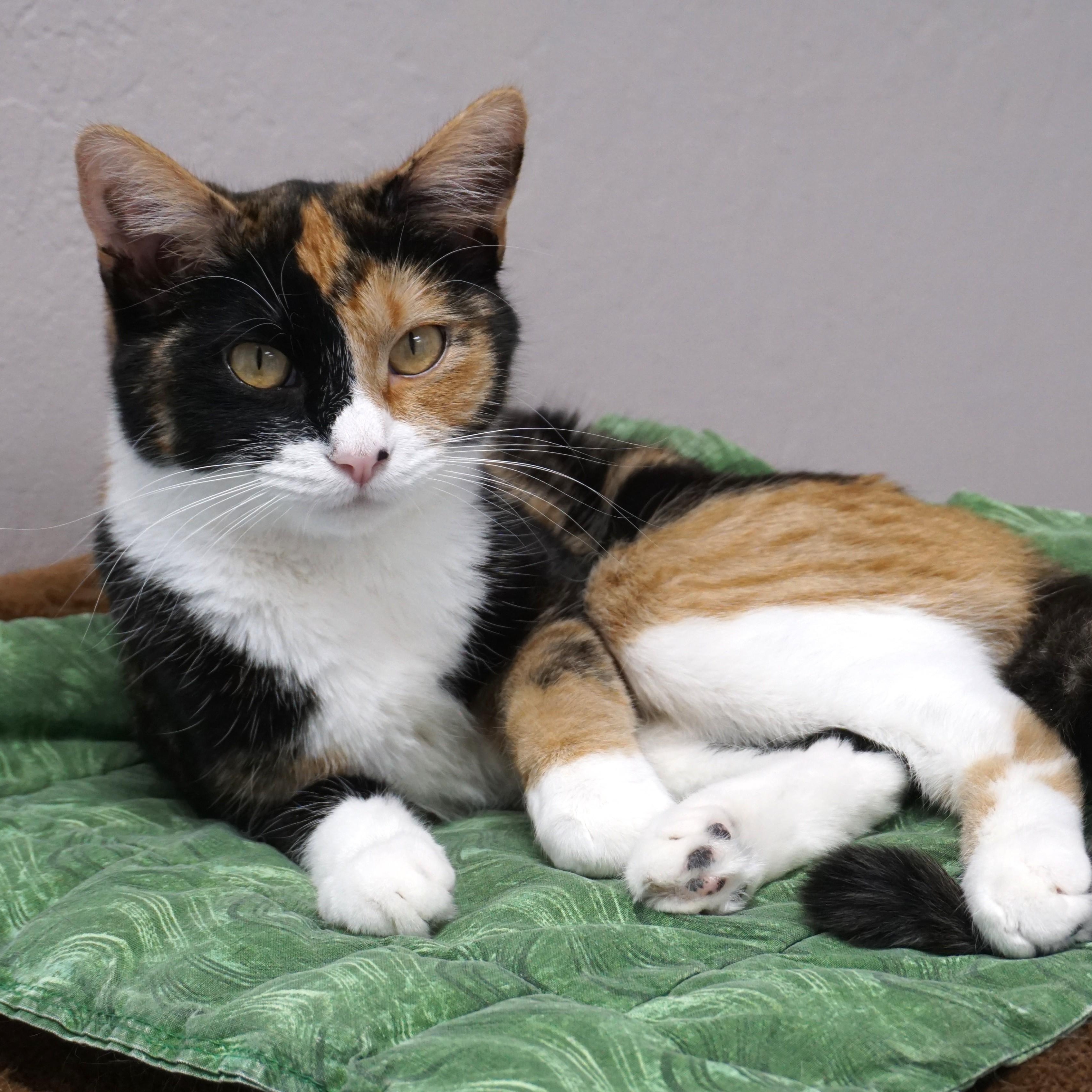 Enlarge Harlequin, a ADOPTABLE Domestic Short Hair in Fountain Hills, AZ image 1/4