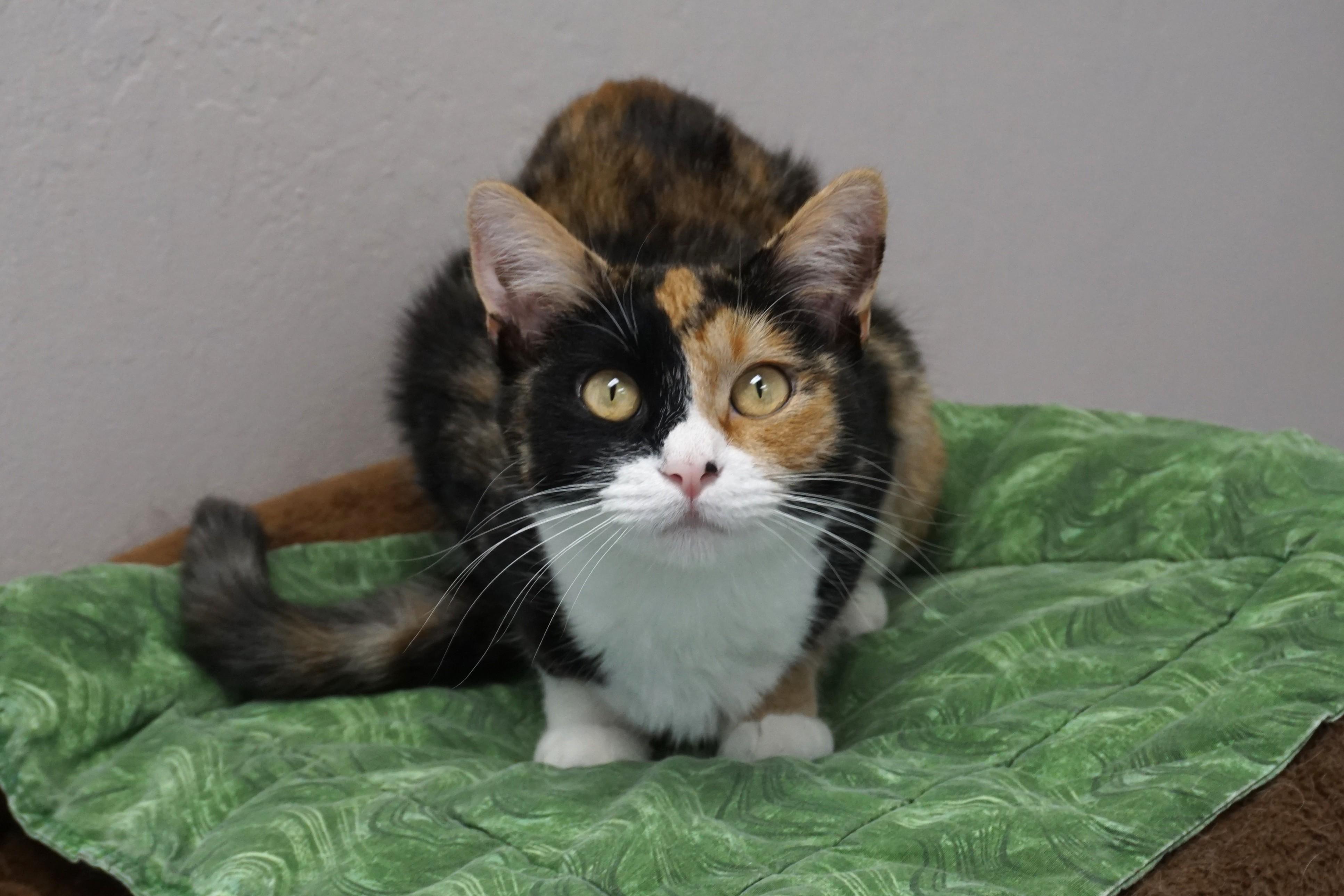 Enlarge Harlequin, a ADOPTABLE Domestic Short Hair in Fountain Hills, AZ image 3/4