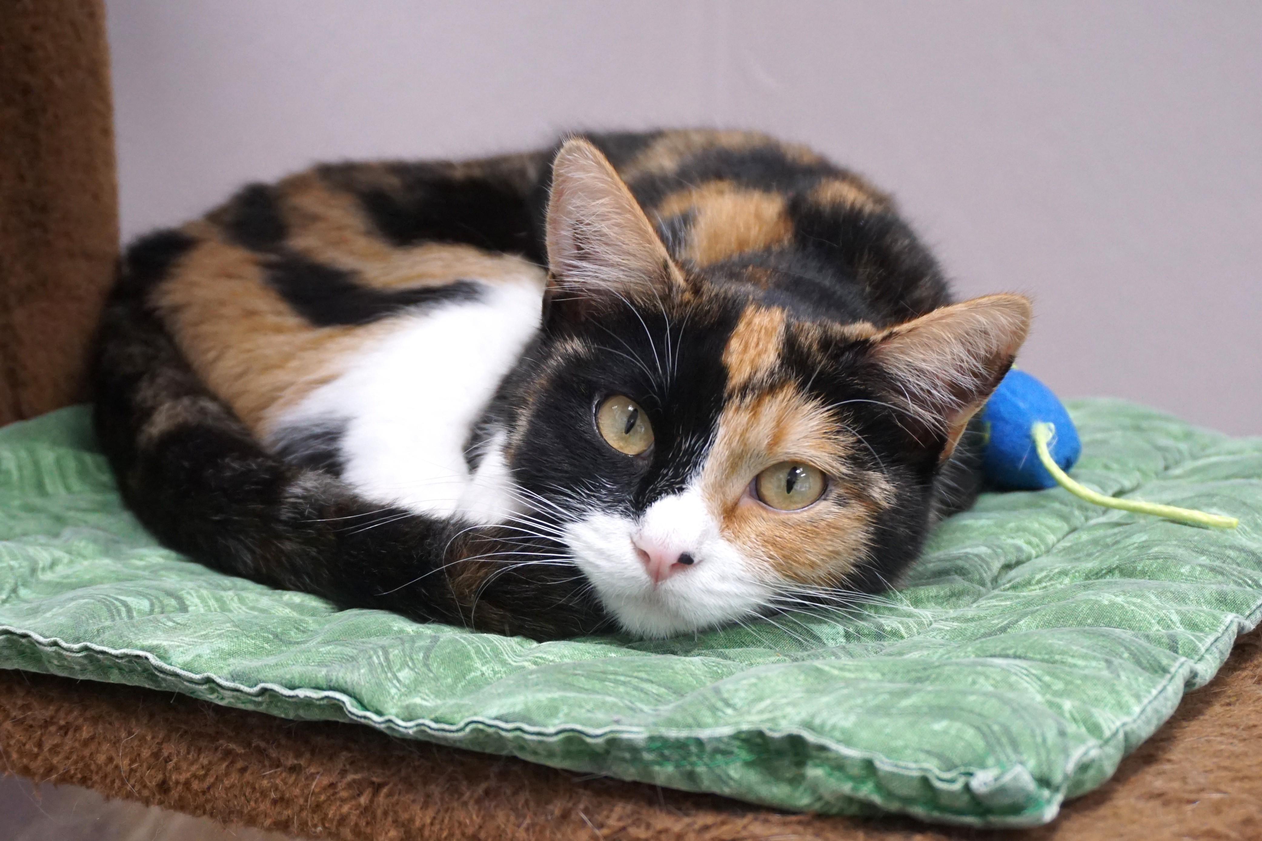 Enlarge Harlequin, a ADOPTABLE Domestic Short Hair in Fountain Hills, AZ image 4/4