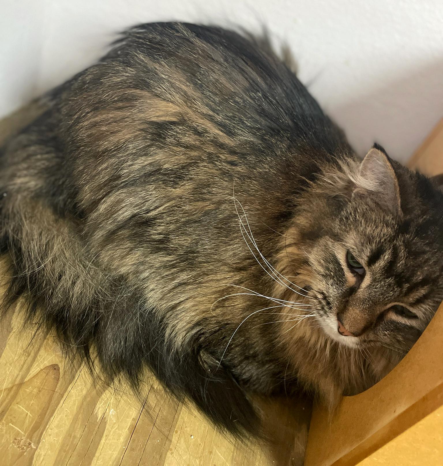 Enlarge Furrguson, an adopted Domestic Long Hair in Neillsville, WI image 5/6