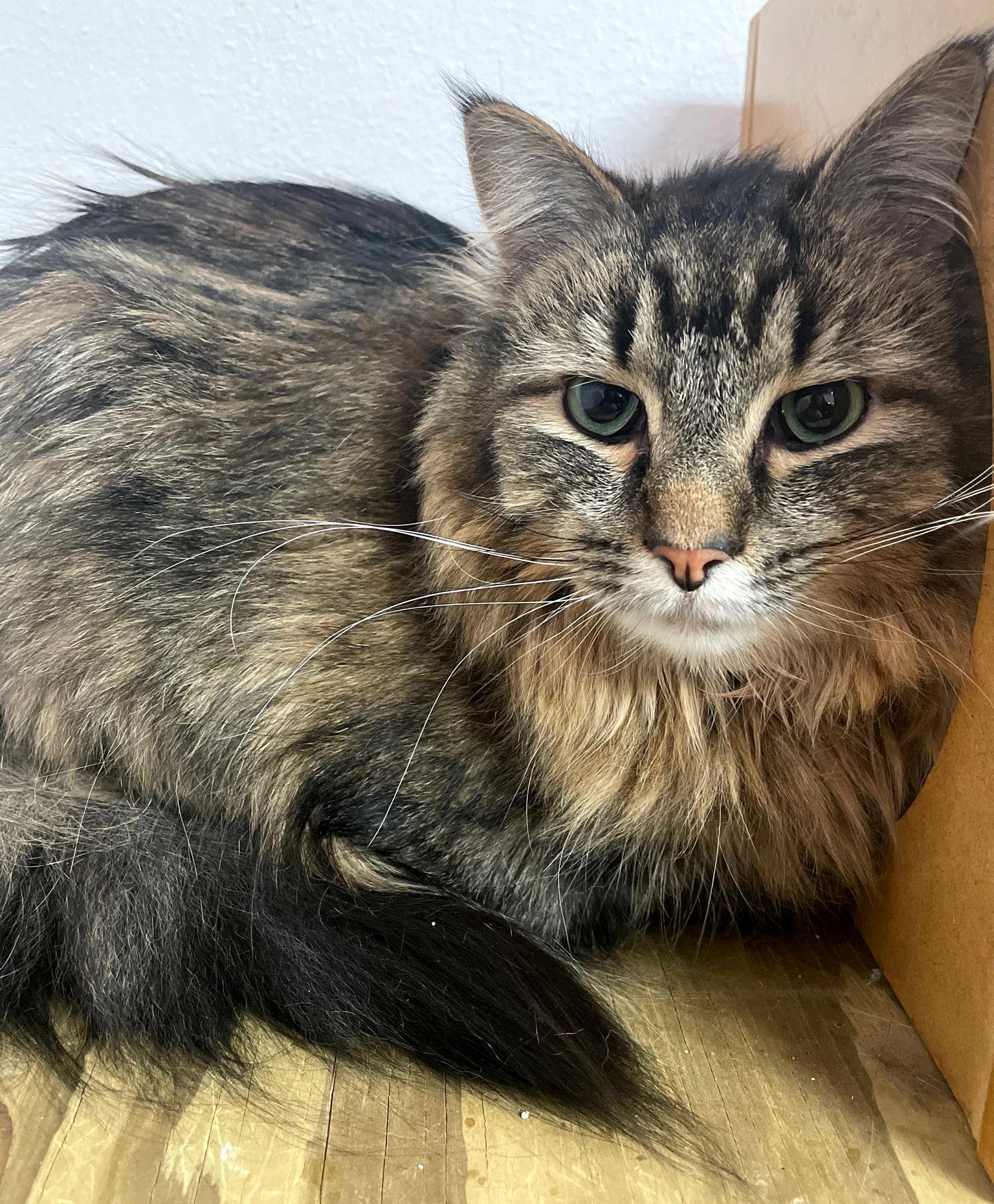 Enlarge Furrguson, an adopted Domestic Long Hair in Neillsville, WI image 2/6