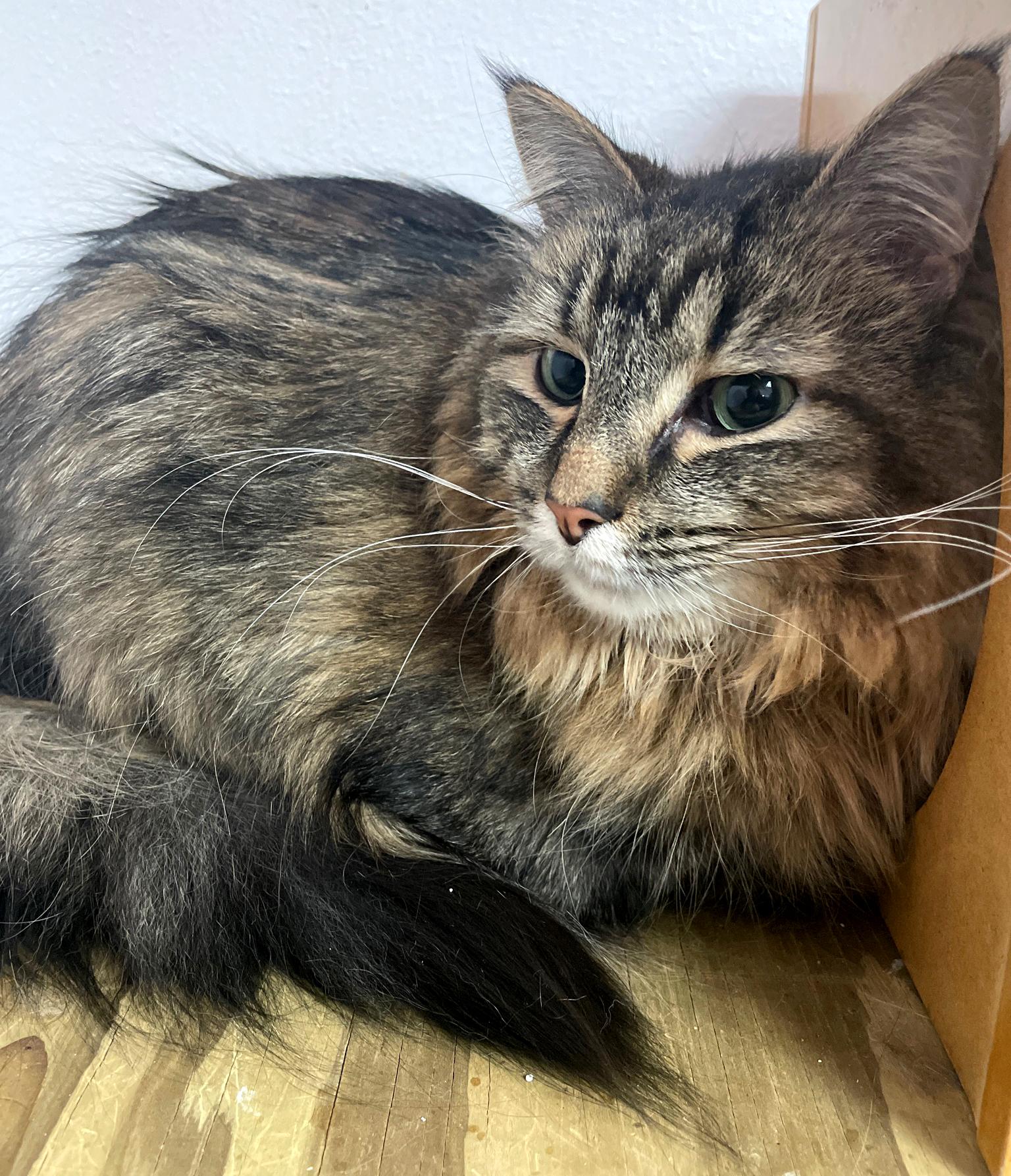 Enlarge Furrguson, an adopted Domestic Long Hair in Neillsville, WI image 4/6