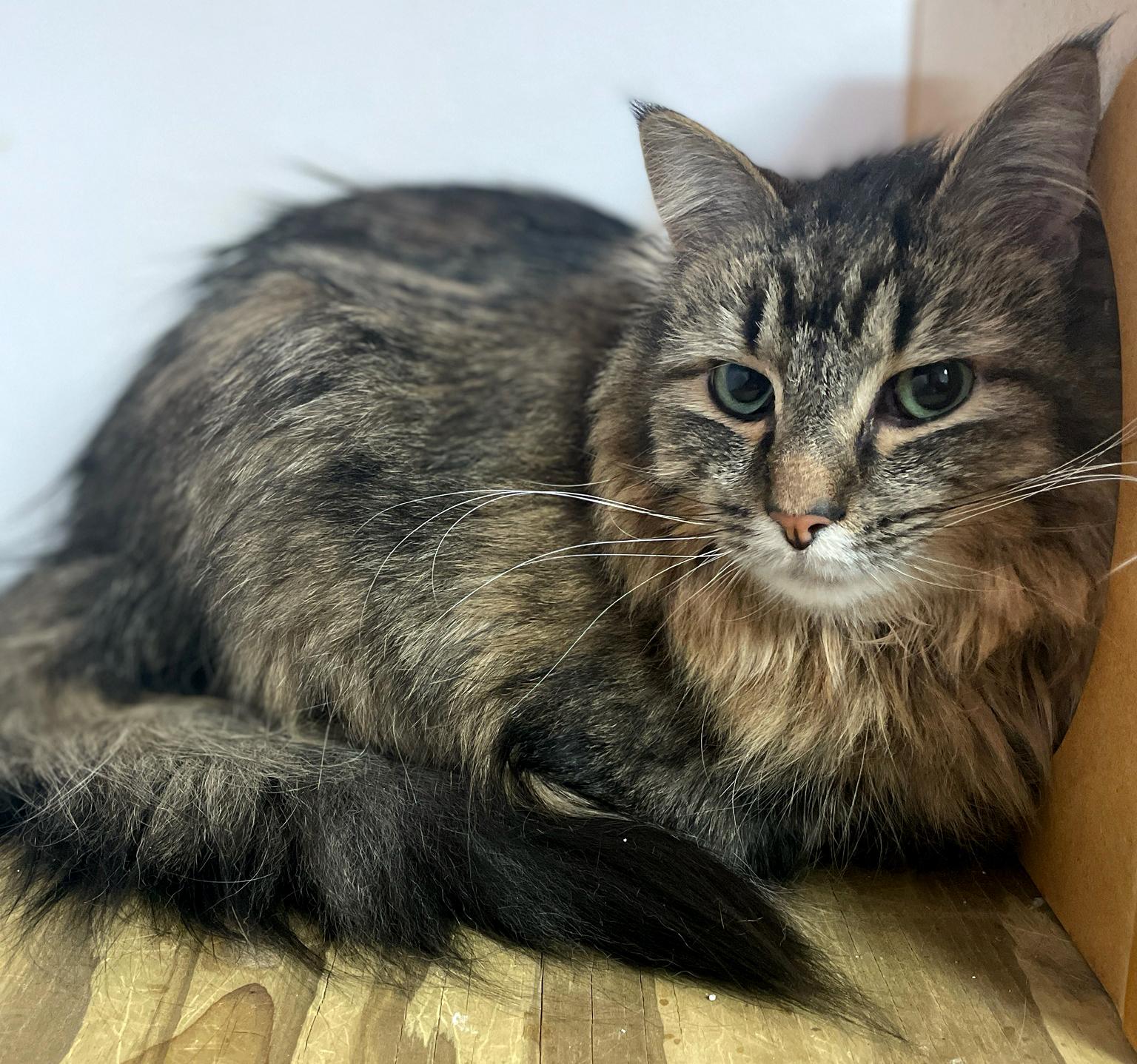 Enlarge Furrguson, an adopted Domestic Long Hair in Neillsville, WI image 6/6