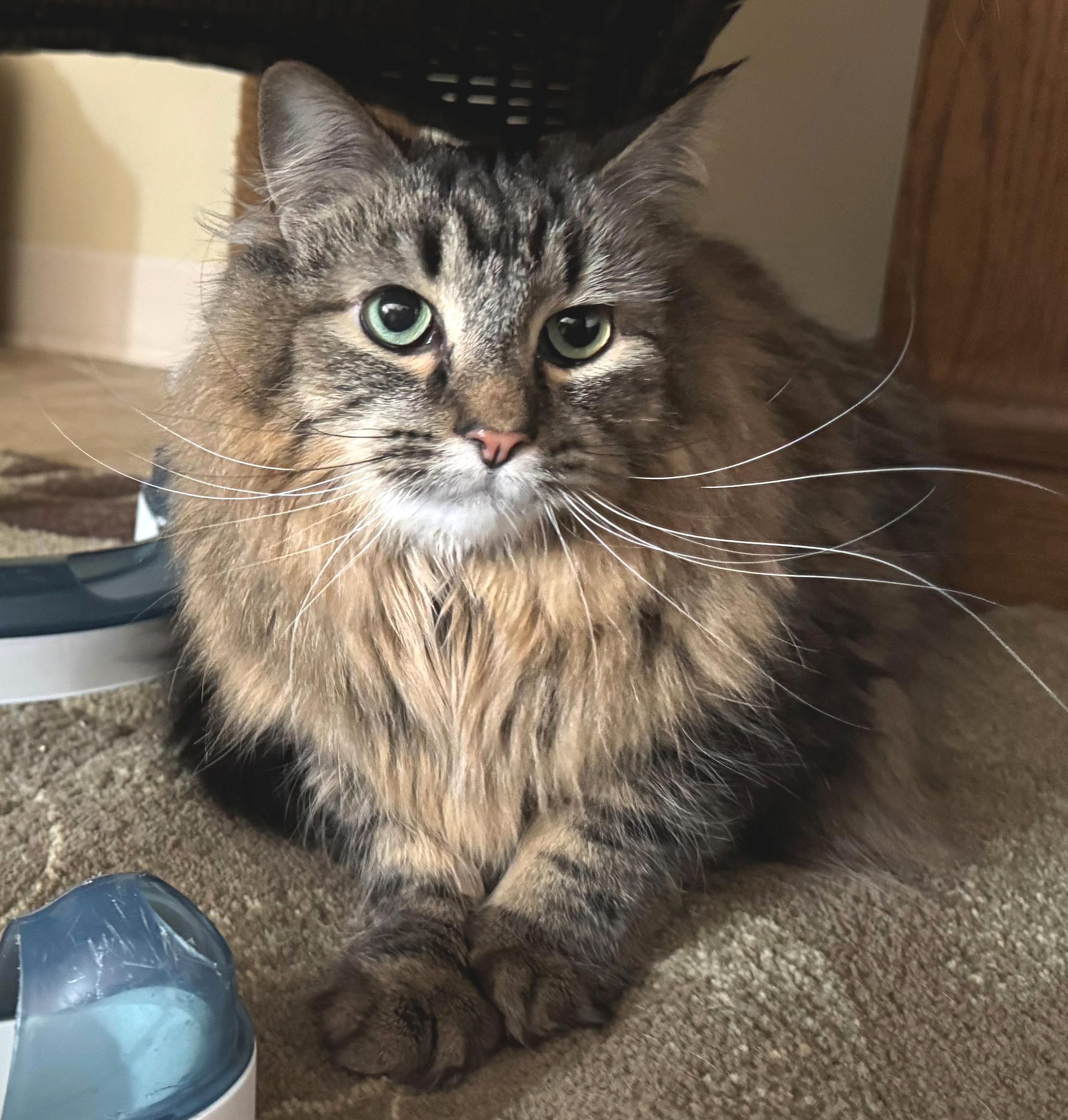Enlarge Furrguson, an adopted Domestic Long Hair in Neillsville, WI image 1/6