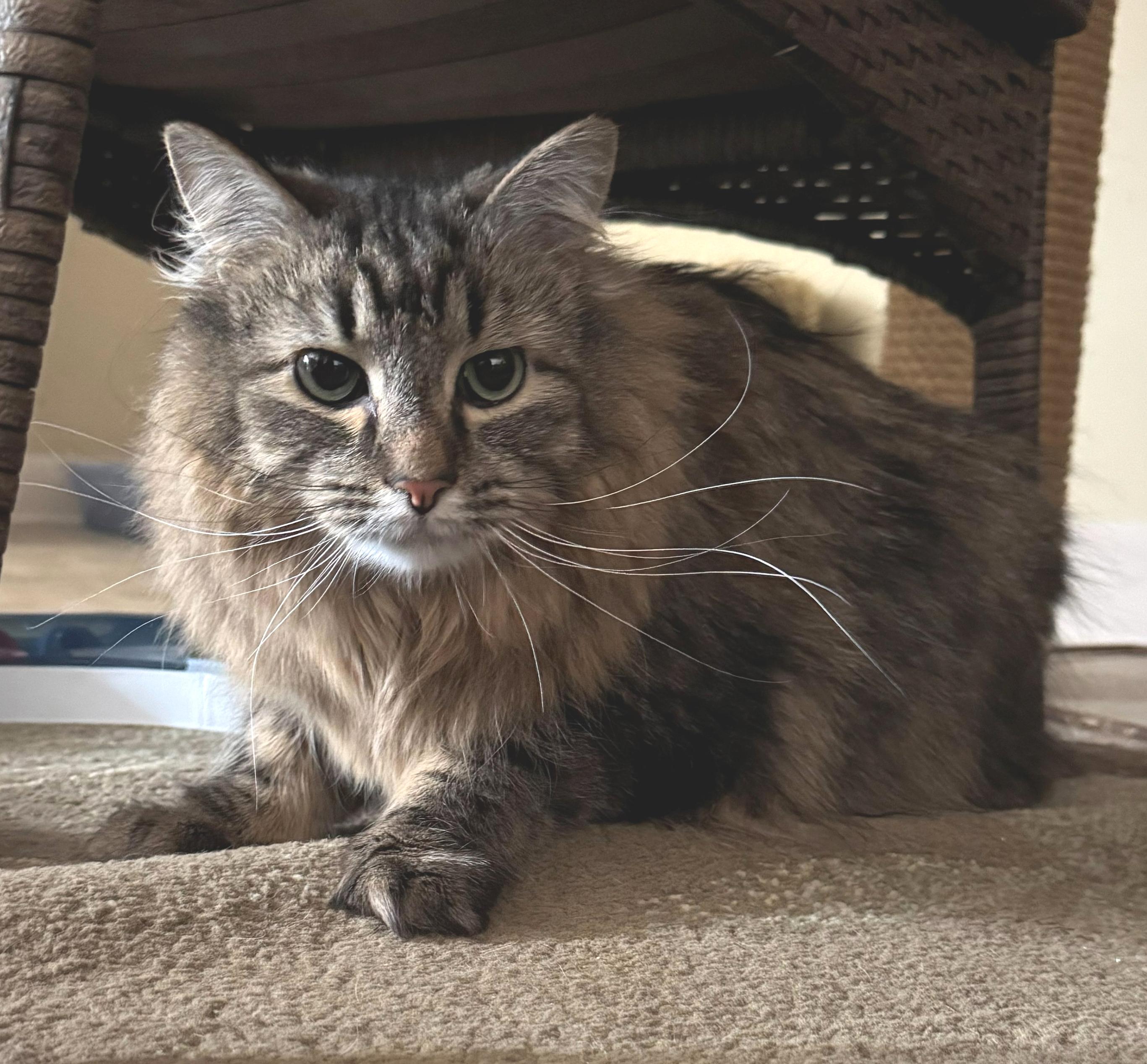 Enlarge Furrguson, an adopted Domestic Long Hair in Neillsville, WI image 3/6