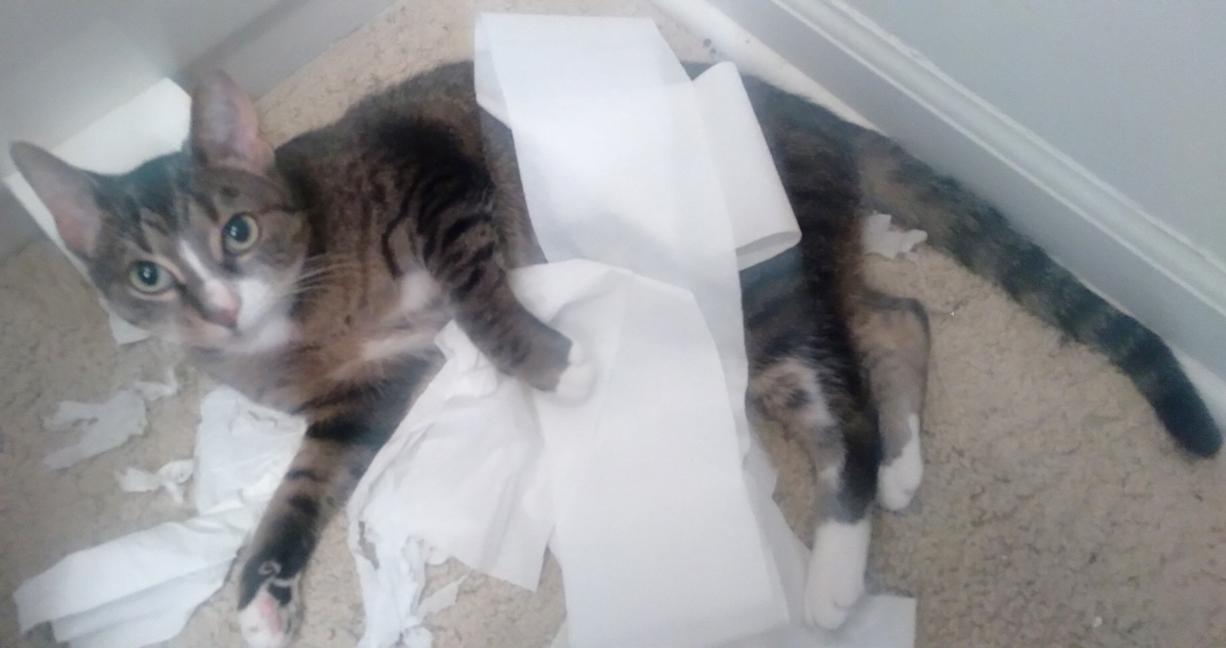 Enlarge Quail, a ADOPTABLE mixed breed in Chicago, IL image 2/6