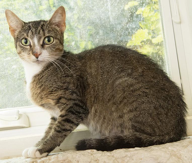 Enlarge Quail, a ADOPTABLE mixed breed in Chicago, IL image 4/6