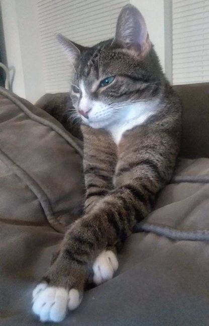 Enlarge Quail, a ADOPTABLE mixed breed in Chicago, IL image 1/6