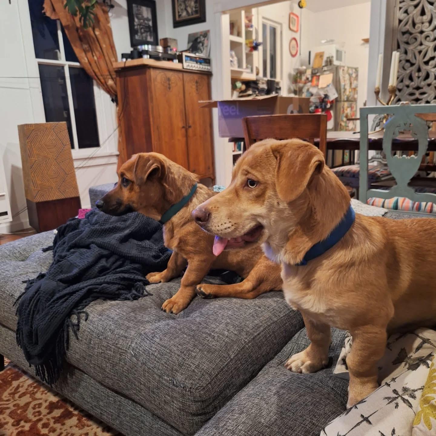 Enlarge Bobby & Peggy , a ADOPTABLE mixed breed in Toluca Lake, CA image 3/6