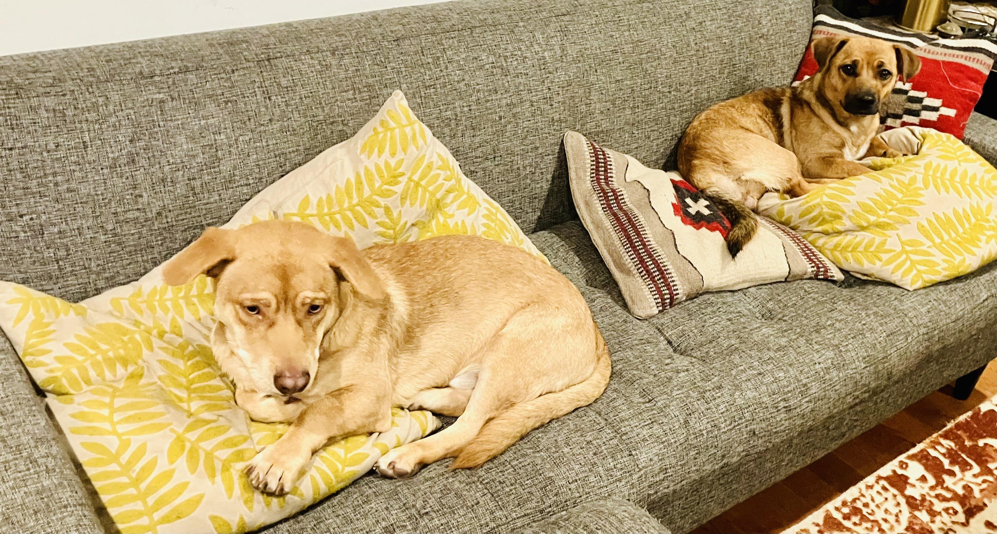 Enlarge Bobby & Peggy , a ADOPTABLE mixed breed in Toluca Lake, CA image 5/6