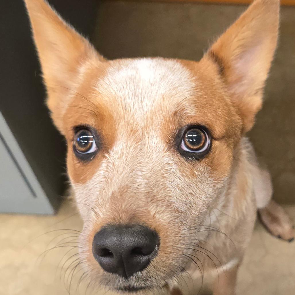Enlarge Ruby, a Adoptable Cattle Dog in Wickenburg, AZ image 1/6