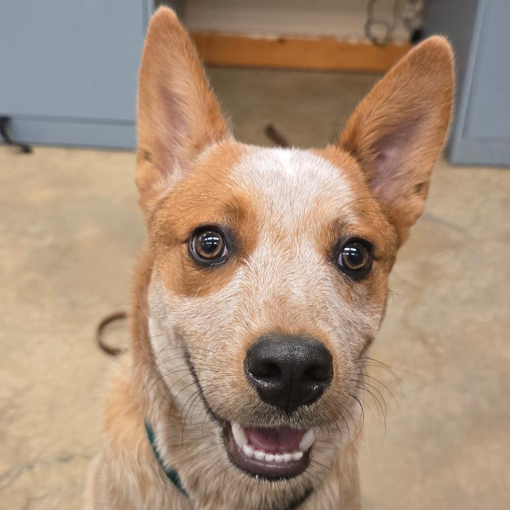 Enlarge Ruby, a Adoptable Cattle Dog in Wickenburg, AZ image 2/6