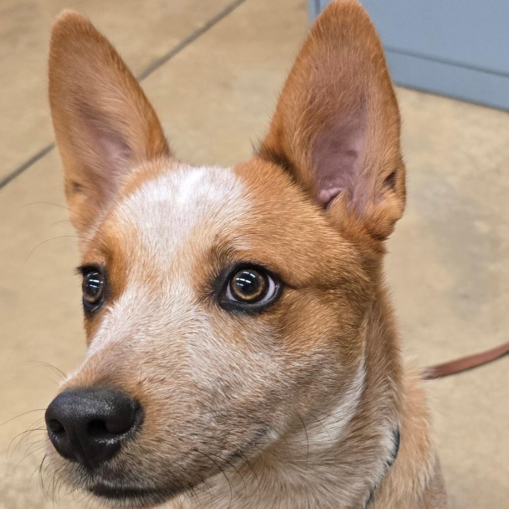 Enlarge Ruby, a Adoptable Cattle Dog in Wickenburg, AZ image 3/6