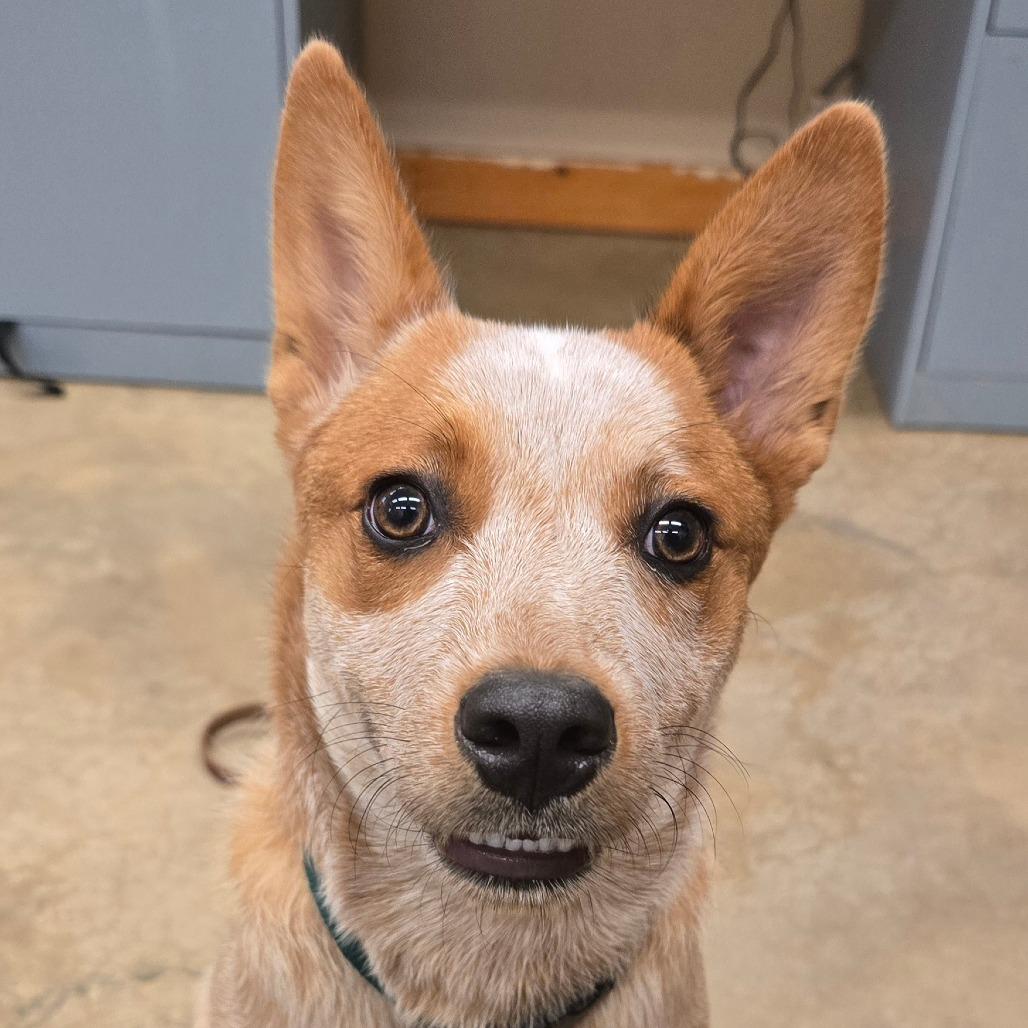 Enlarge Ruby, a Adoptable Cattle Dog in Wickenburg, AZ image 4/6