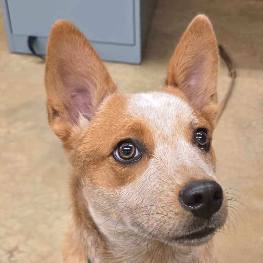 Enlarge Ruby, a Adoptable Cattle Dog in Wickenburg, AZ image 5/6