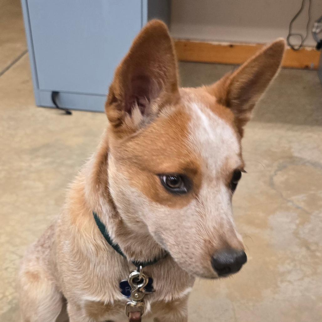 Enlarge Ruby, a Adoptable Cattle Dog in Wickenburg, AZ image 6/6