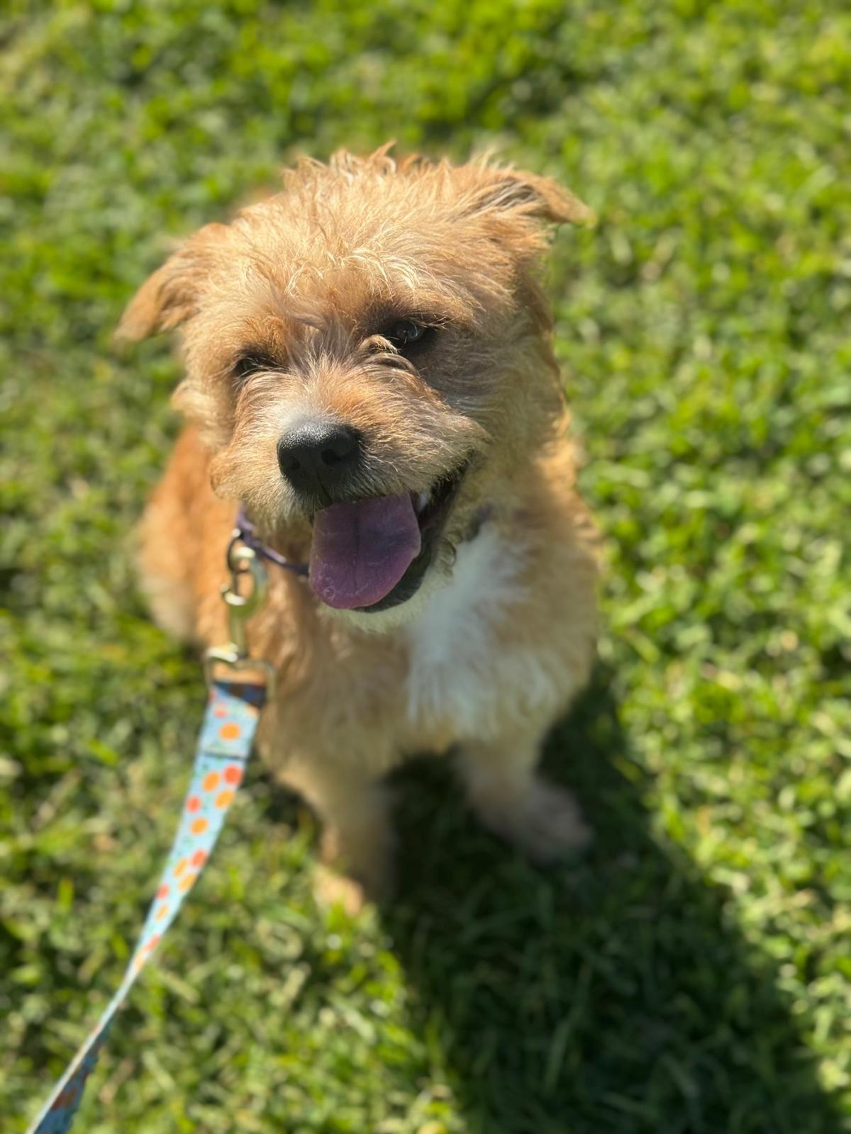 Enlarge Nala, a ADOPTABLE Border Terrier in Los Angeles, CA image 3/6