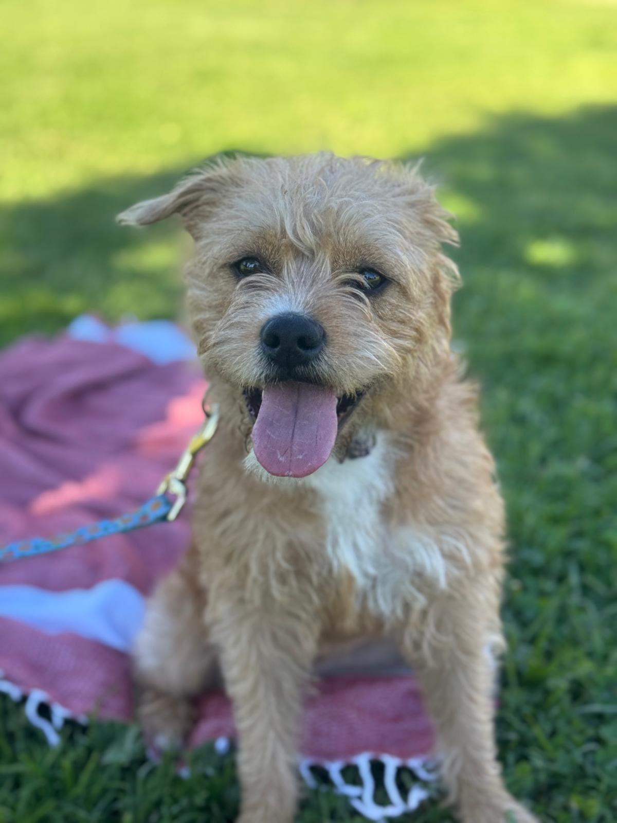 Enlarge Nala, a ADOPTABLE Border Terrier in Los Angeles, CA image 1/6