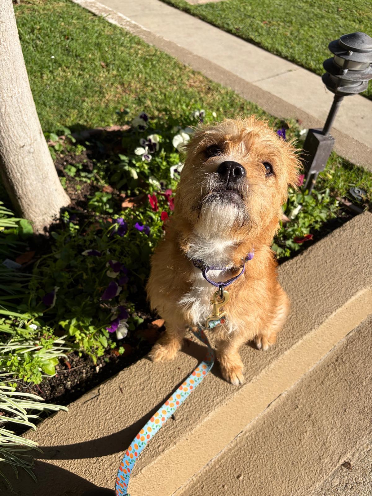 Enlarge Nala, a ADOPTABLE Border Terrier in Los Angeles, CA image 6/6