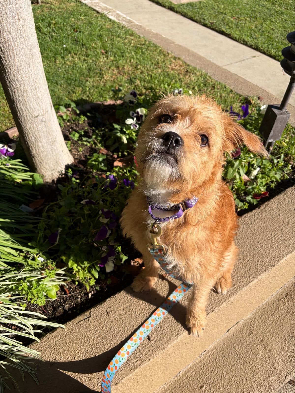 Enlarge Nala, a ADOPTABLE Border Terrier in Los Angeles, CA image 5/6