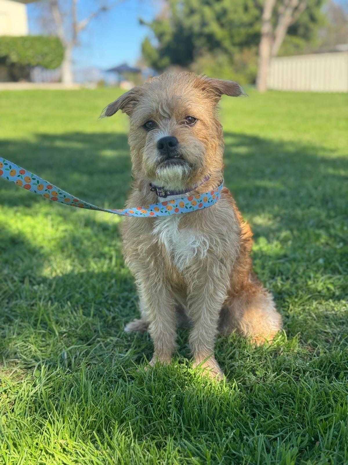 Enlarge Nala, a ADOPTABLE Border Terrier in Los Angeles, CA image 2/6