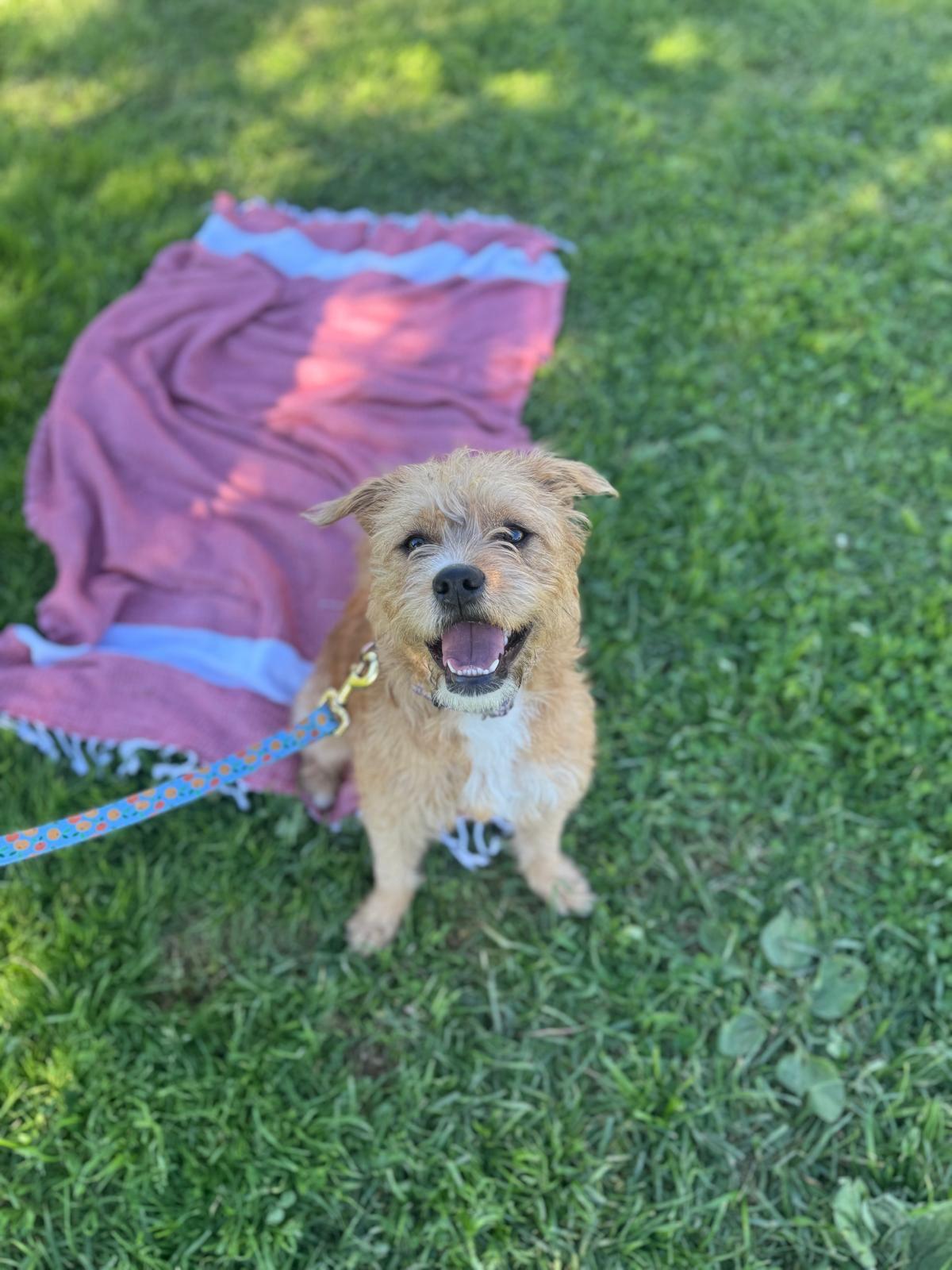 Enlarge Nala, a ADOPTABLE Border Terrier in Los Angeles, CA image 4/6