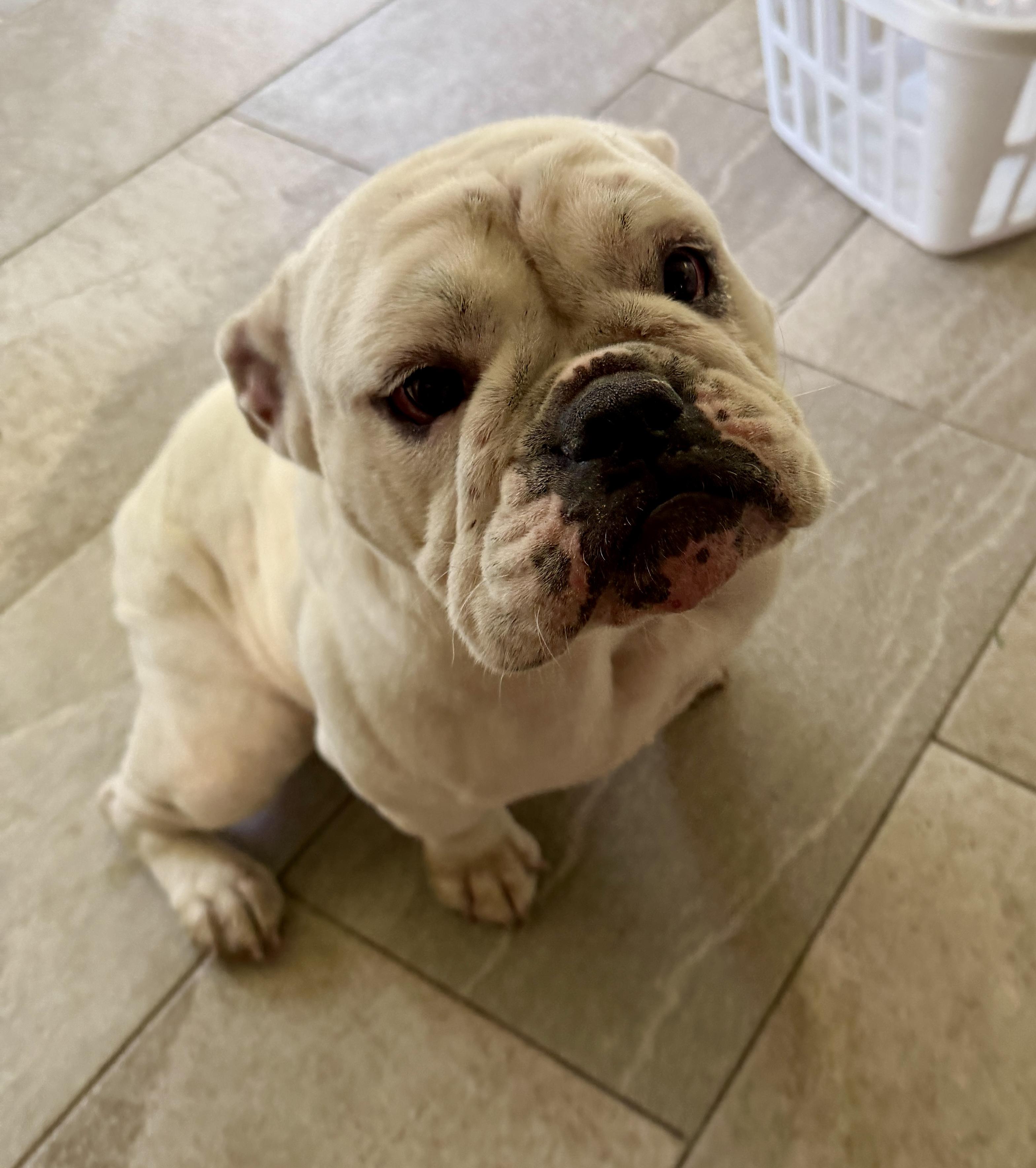 Magnolia, adopted, Adult Female English Bulldog.