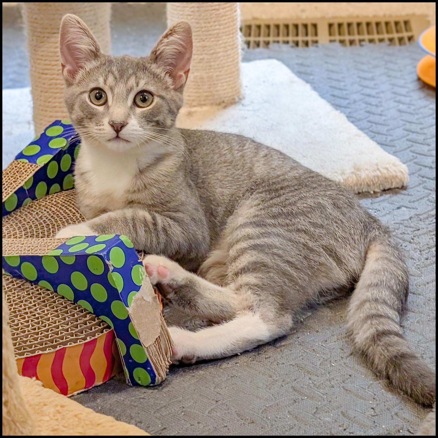 Juniper, a Adoptable mixed breed in Roswell, GA image 1/4