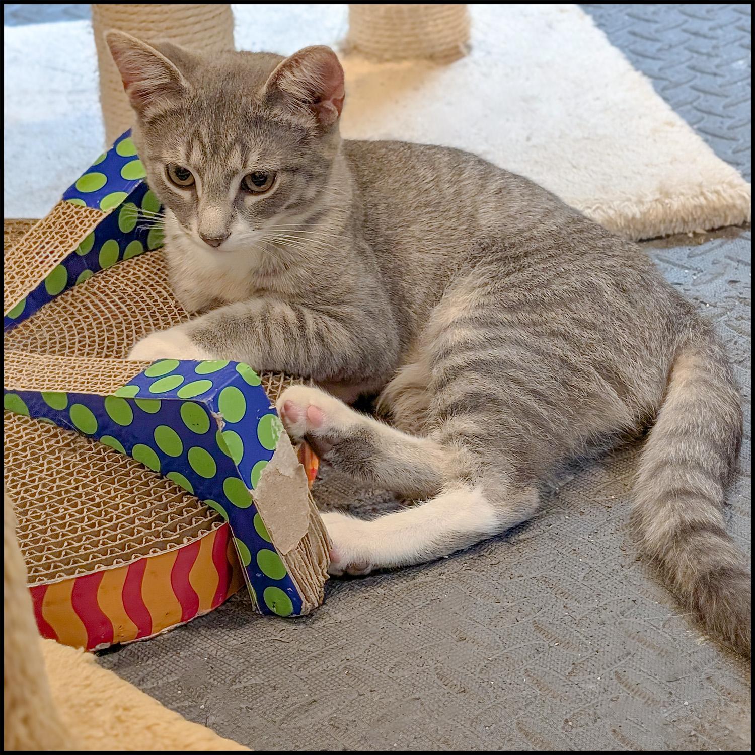 Juniper, a Adoptable mixed breed in Roswell, GA image 2/4