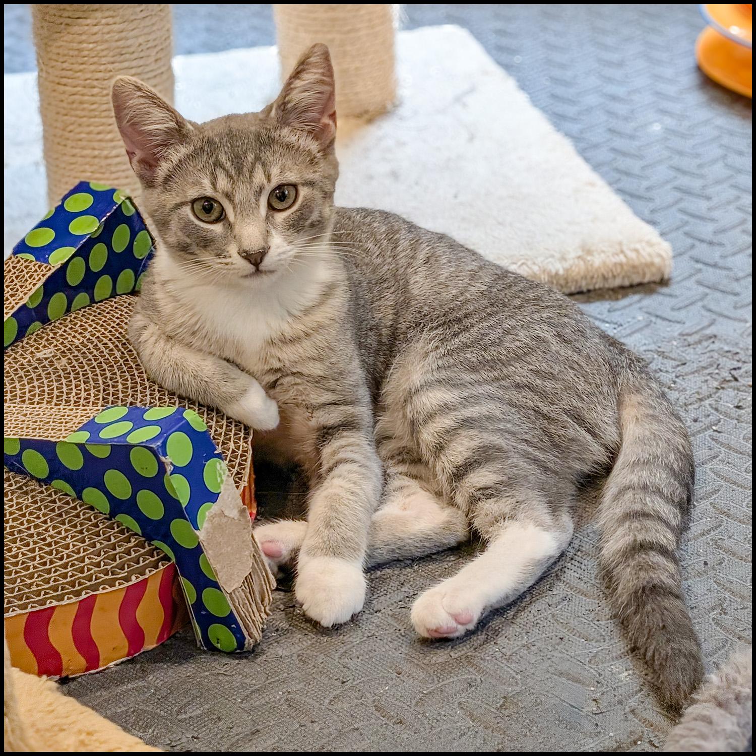 Juniper, a Adoptable mixed breed in Roswell, GA image 3/4