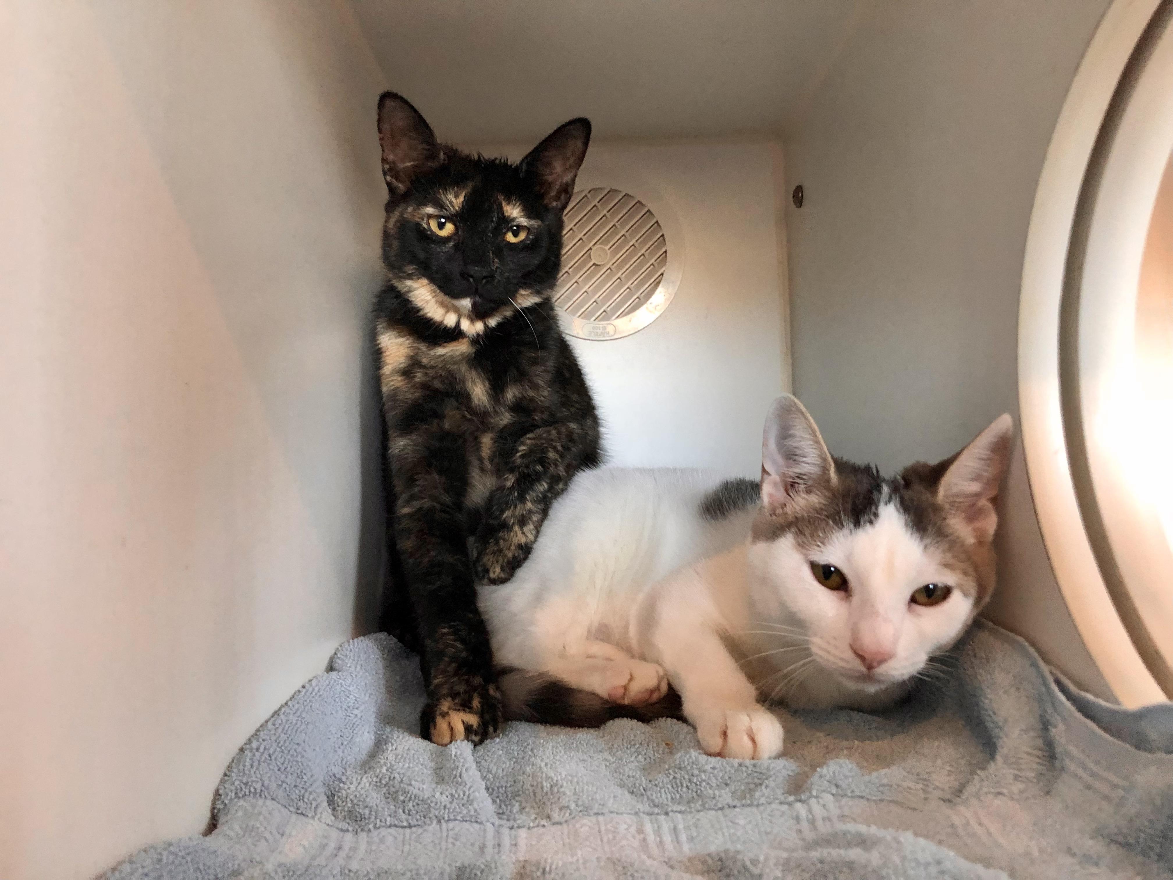 Peanut Butter and Jelly, adopted, Kitten Female Domestic Short Hair.